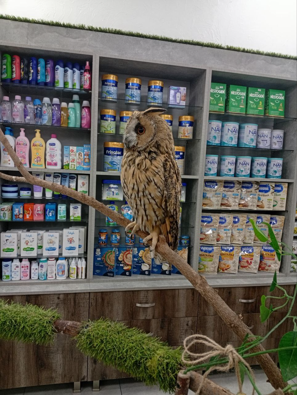 Lurik the pharmacy owl