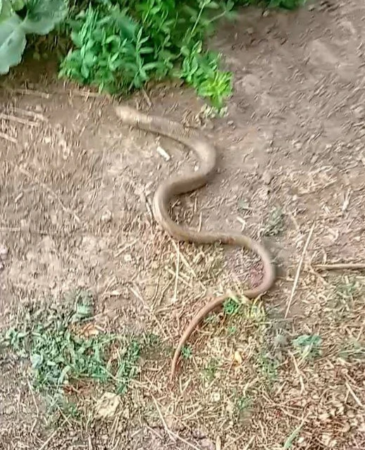 Legless lizard in Nork Arabkir Park